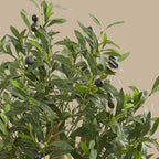 Compact Olive Tree - TidyPlant