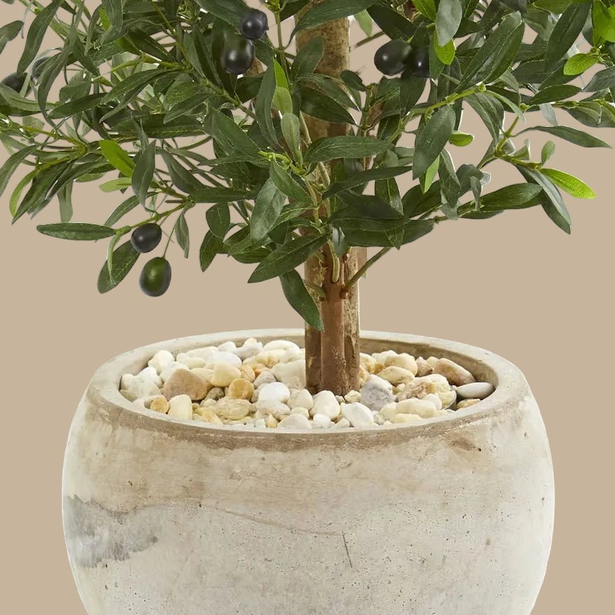 Compact Olive Tree - TidyPlant