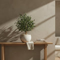 Compact Olive Tree - TidyPlant