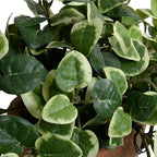 Creeping Fig in Terracotta Pot - TidyPlant