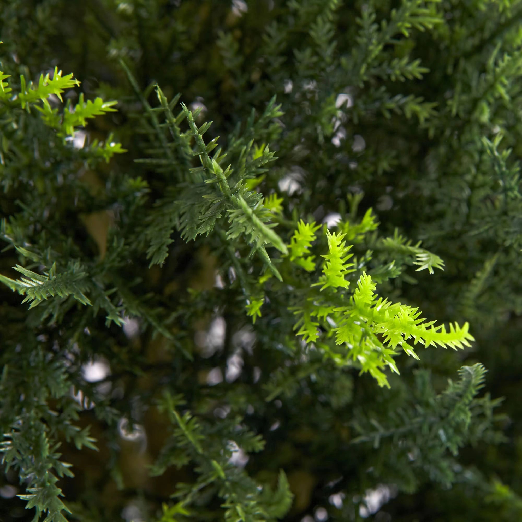 Cypress Cone Topiary - TidyPlant