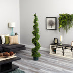 Cypress Spiral Topiary - TidyPlant