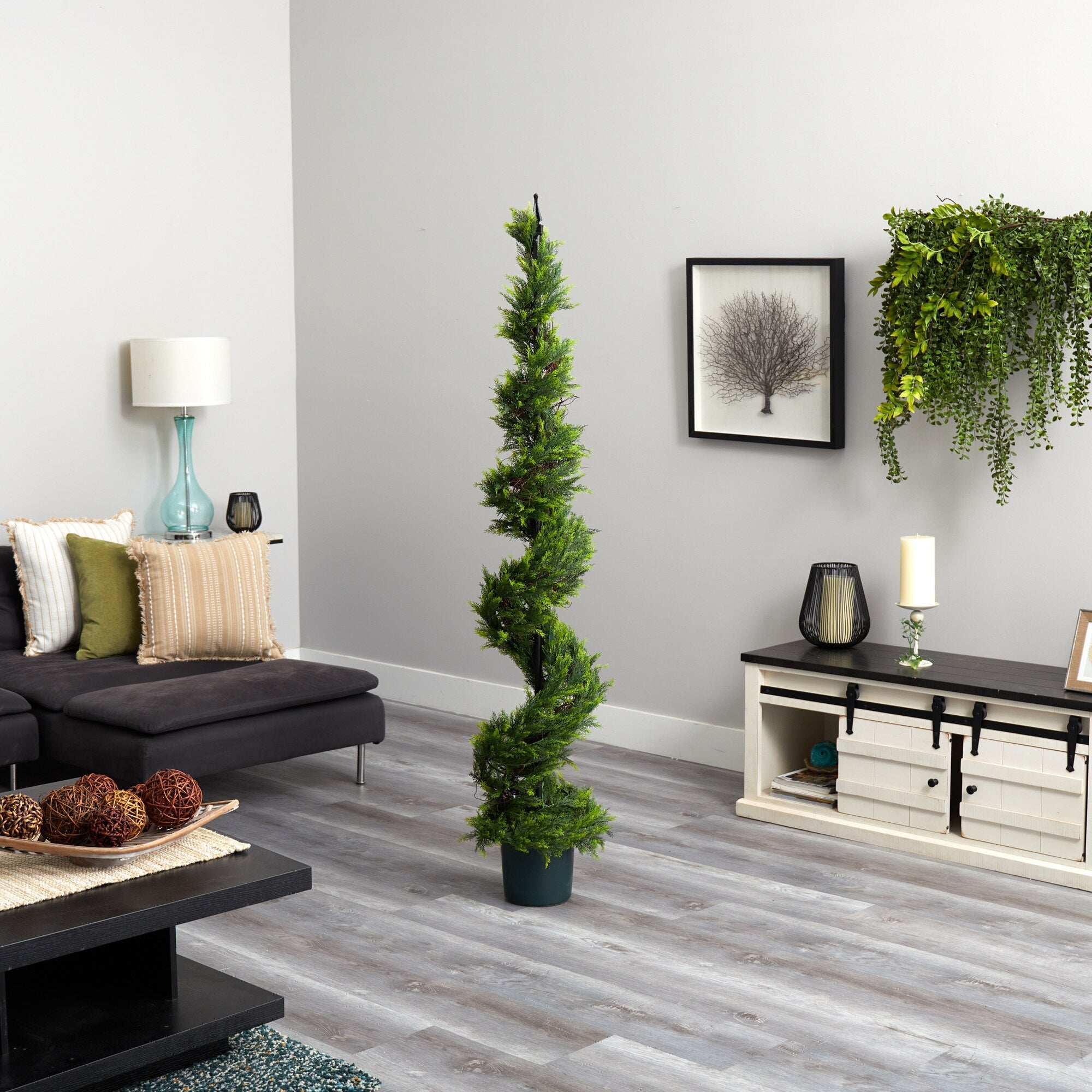 Cypress Spiral Topiary - TidyPlant