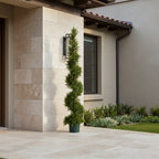Cypress Spiral Topiary - TidyPlant