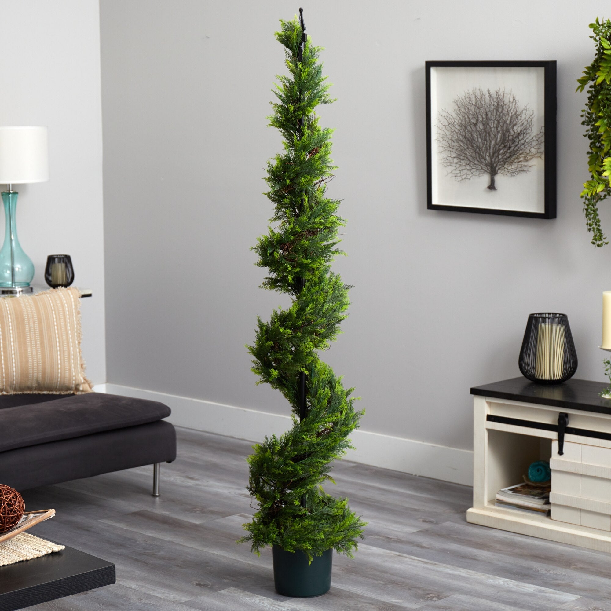 Cypress Spiral Topiary - TidyPlant