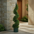 Cypress Spiral Topiary - TidyPlant