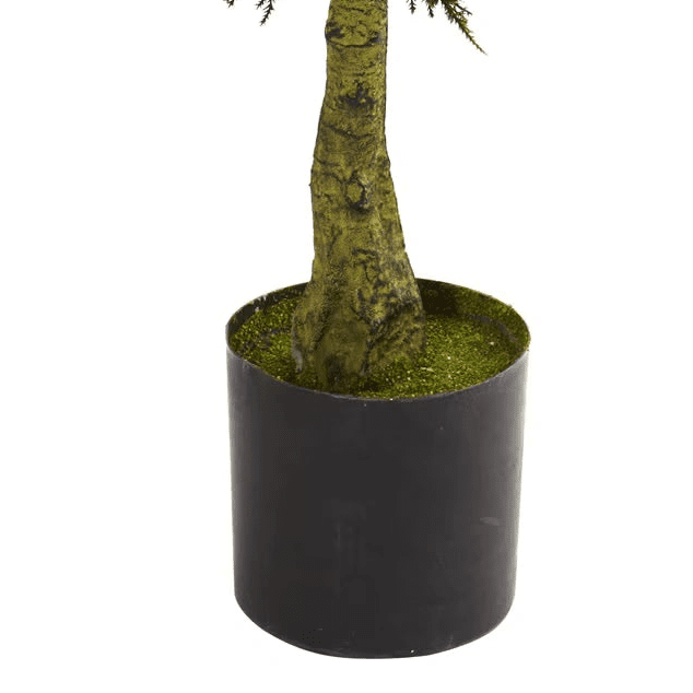 Double Ball Cypress Topiary - TidyPlant