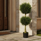 Double Ball Cypress Topiary - TidyPlant