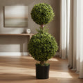 Double Boxwood Topiary - TidyPlant