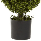 Double Boxwood Topiary - TidyPlant