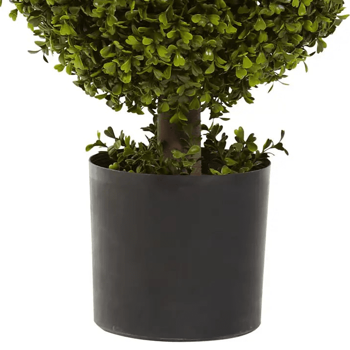 Double Boxwood Topiary - TidyPlant