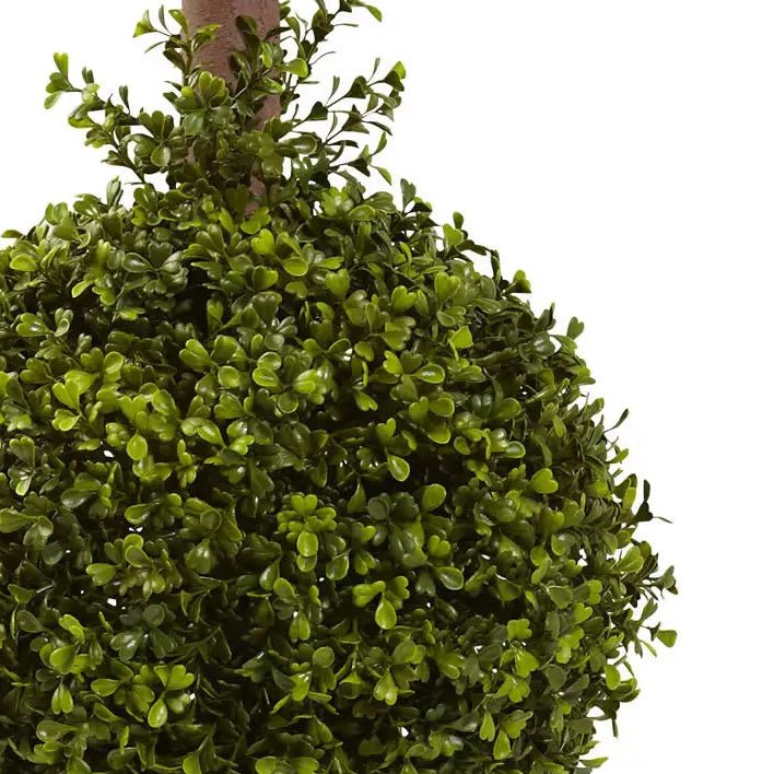 Double Boxwood Topiary - TidyPlant