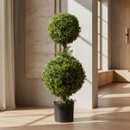 Double Boxwood Topiary - TidyPlant