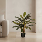 Dracaena Cane Plant - TidyPlant