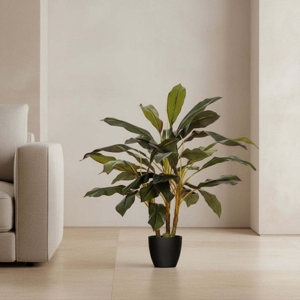 Dracaena Cane Plant - TidyPlant
