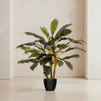 Dracaena Plant - TidyPlant