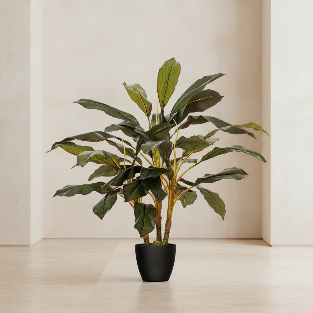 Dracaena Plant - TidyPlant