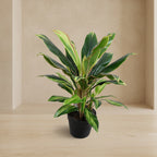 Dracaena Plant 22" - TidyPlant