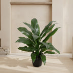 Dracaena Plant 22" - TidyPlant
