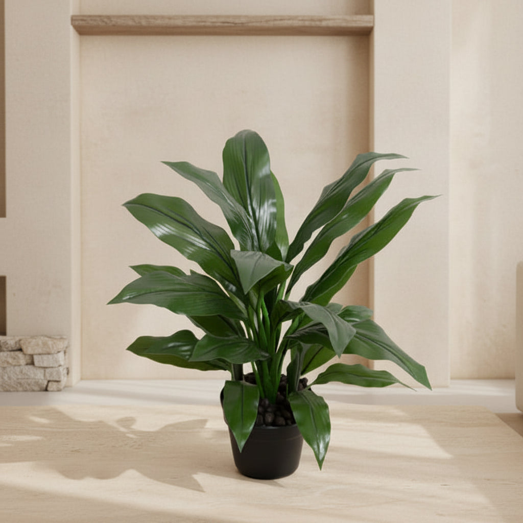 Dracaena Plant 22" - TidyPlant