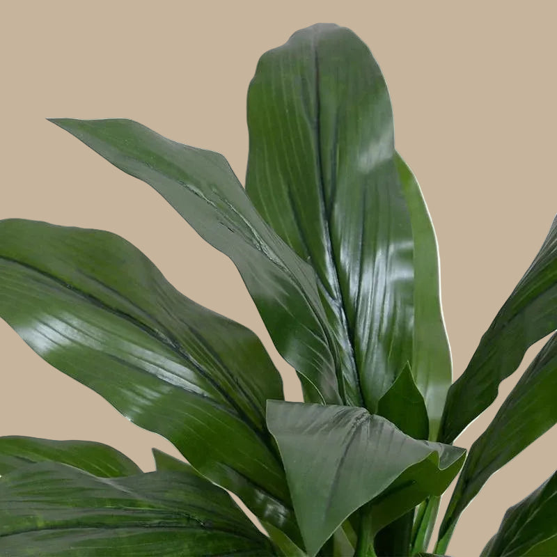Dracaena Plant 22" - TidyPlant