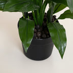 Dracaena Plant 22" - TidyPlant