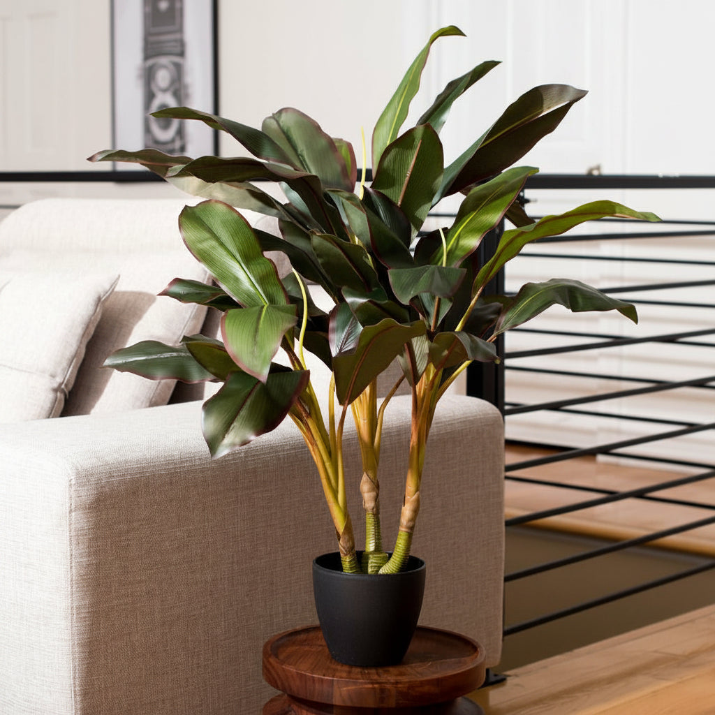 Dracaena Plant - TidyPlant