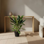 Dracaena Plant - TidyPlant