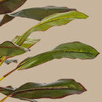 Dracaena Plant - TidyPlant