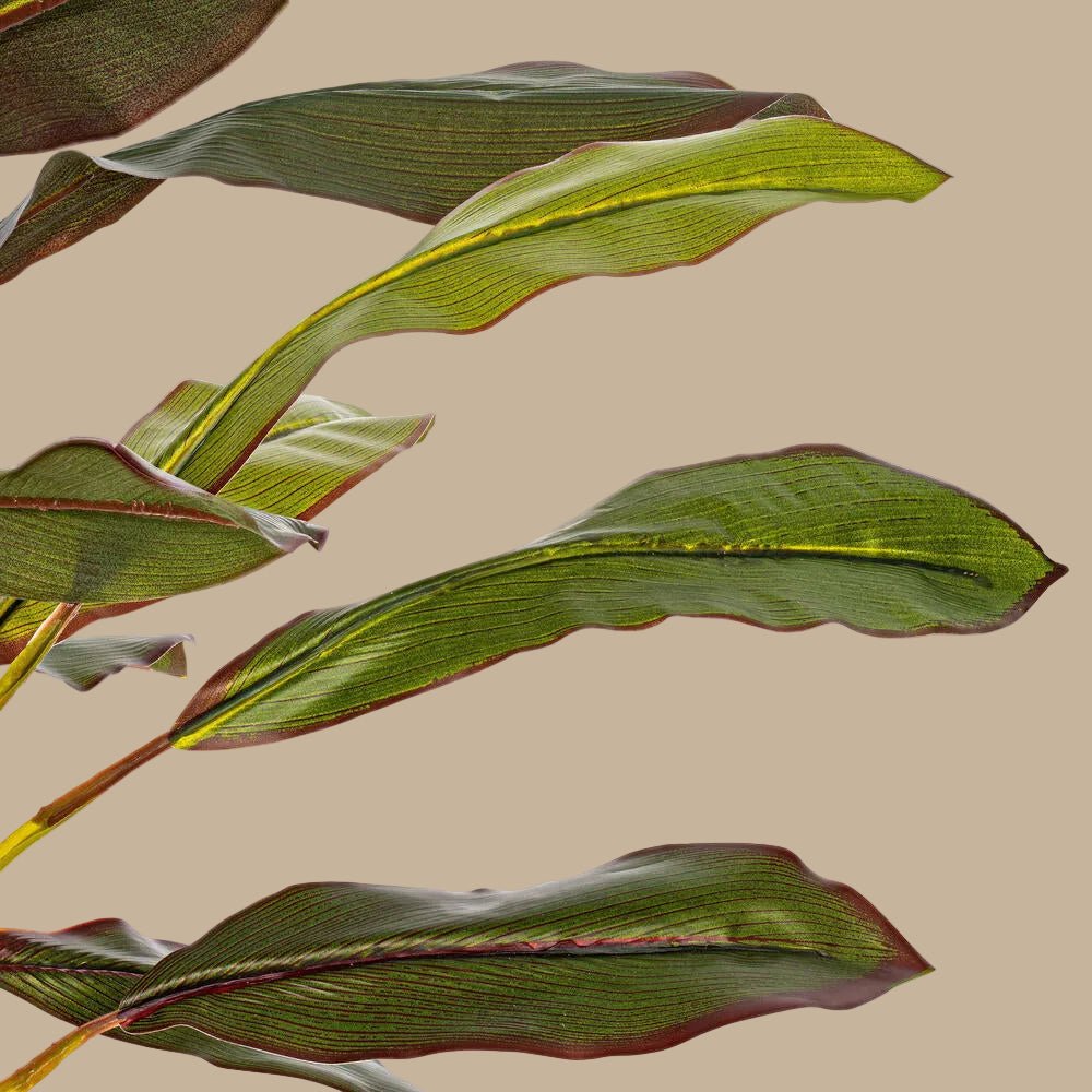 Dracaena Plant - TidyPlant