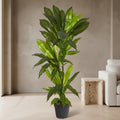 Dracaena Plant - TidyPlant