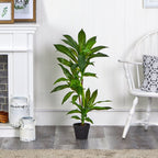 Dracaena Plant 36" - TidyPlant