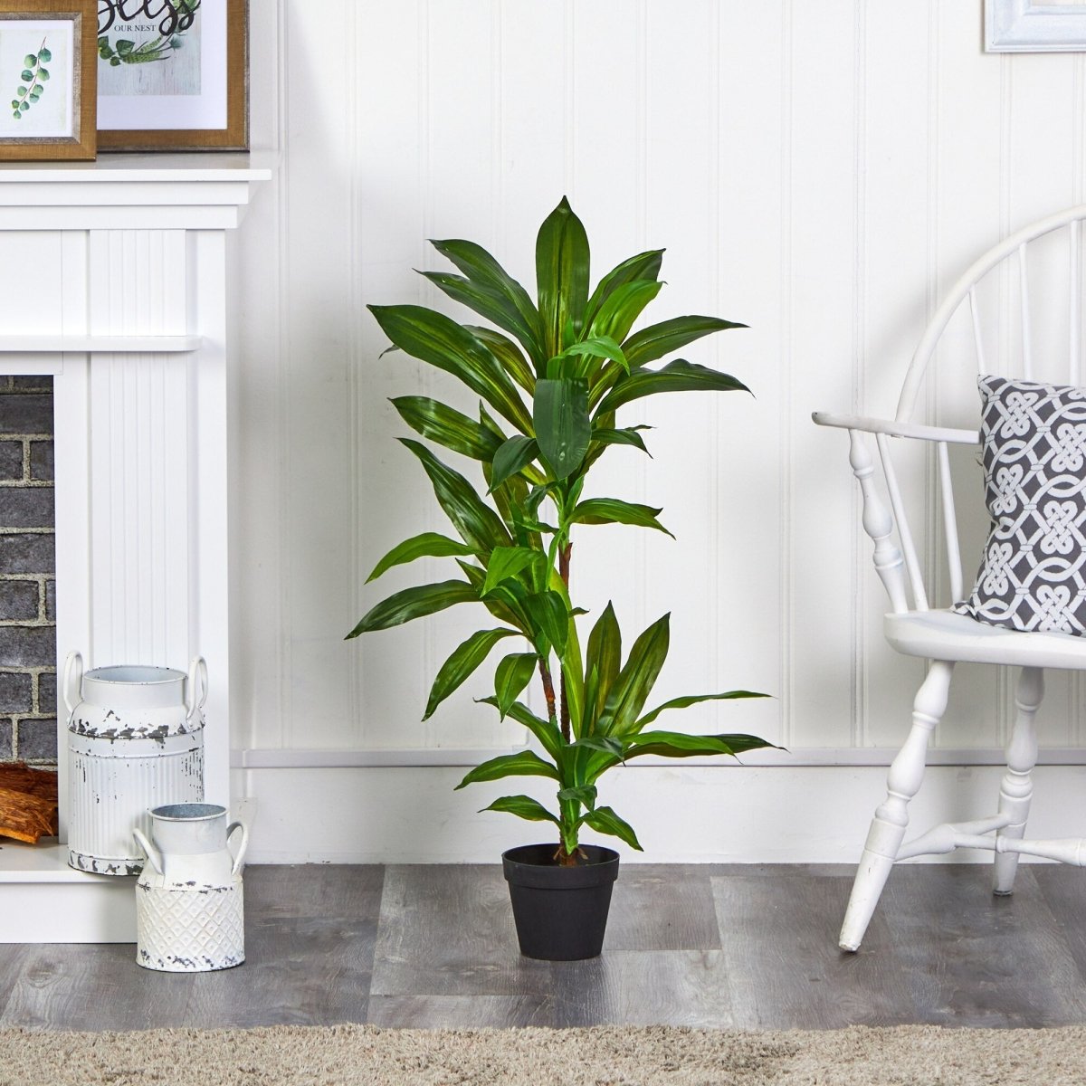 Dracaena Plant 36" - TidyPlant
