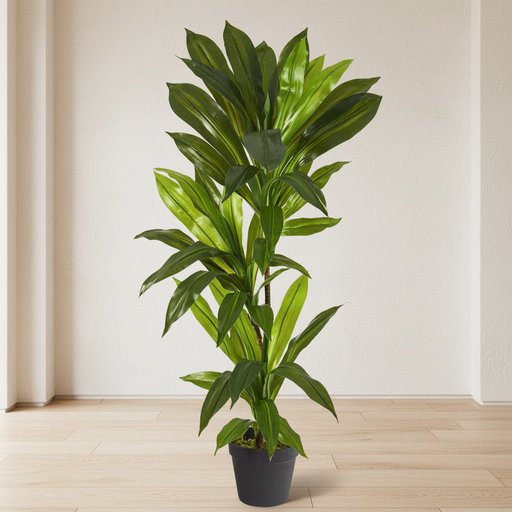 Dracaena Plant 36" - TidyPlant