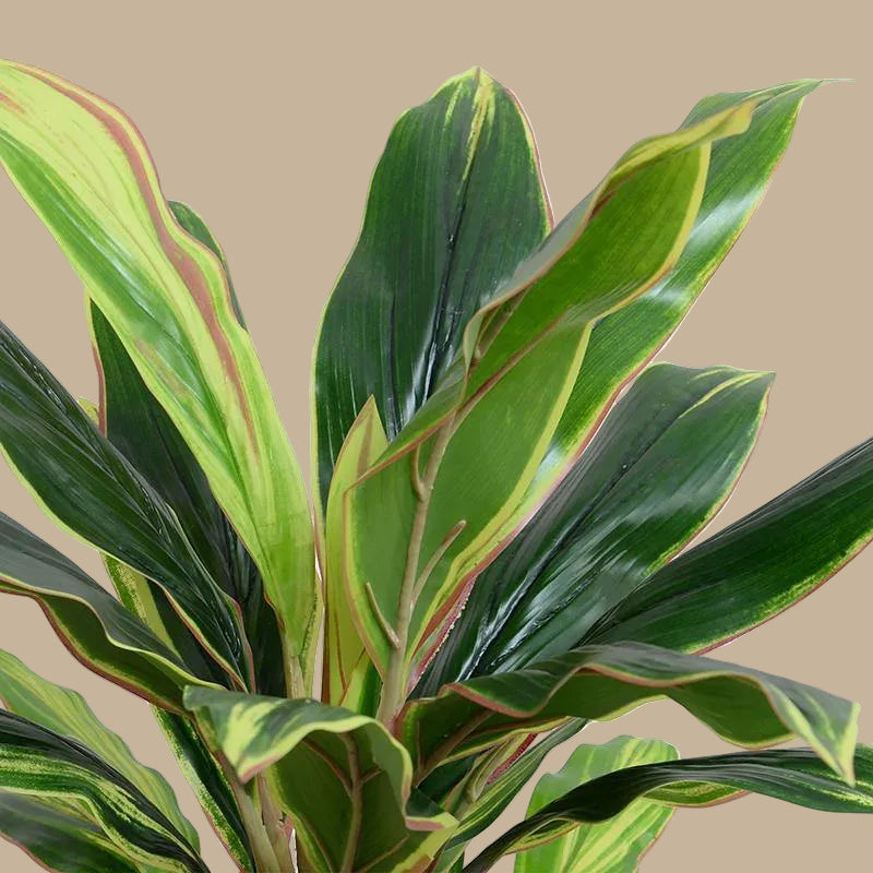 Dracaena Plant 52" - TidyPlant