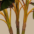 Dracaena Plant - TidyPlant