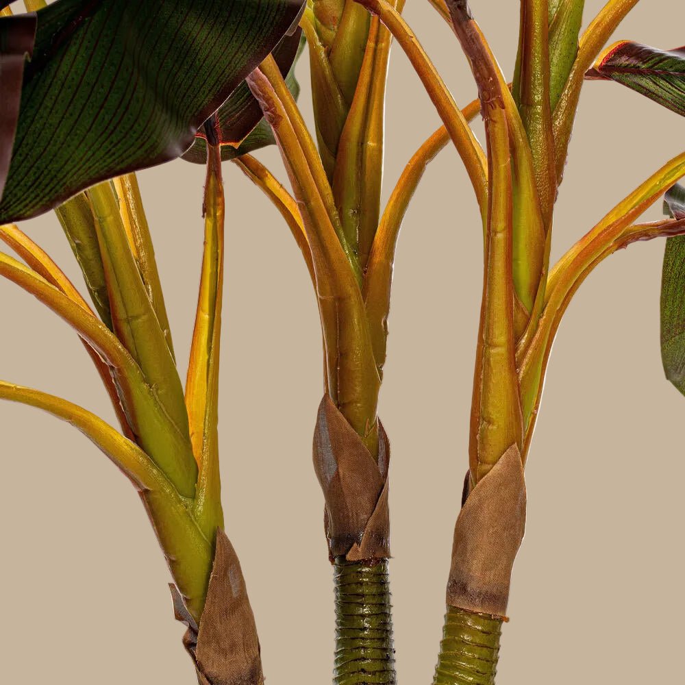 Dracaena Plant - TidyPlant