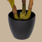 Dracaena Plant - TidyPlant