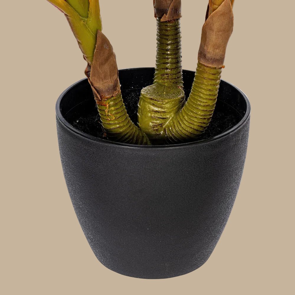 Dracaena Plant - TidyPlant