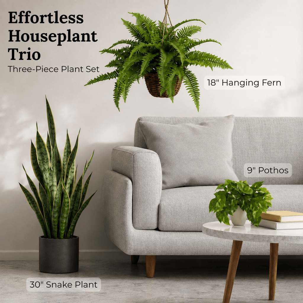 Effortless Houseplant Trio Bundle - Realistic Faux - TidyPlant