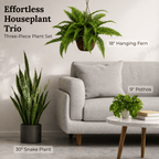 Effortless Houseplant Trio Bundle - Realistic Faux - TidyPlant