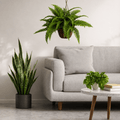 Effortless Houseplant Trio Bundle - Realistic Faux - TidyPlant