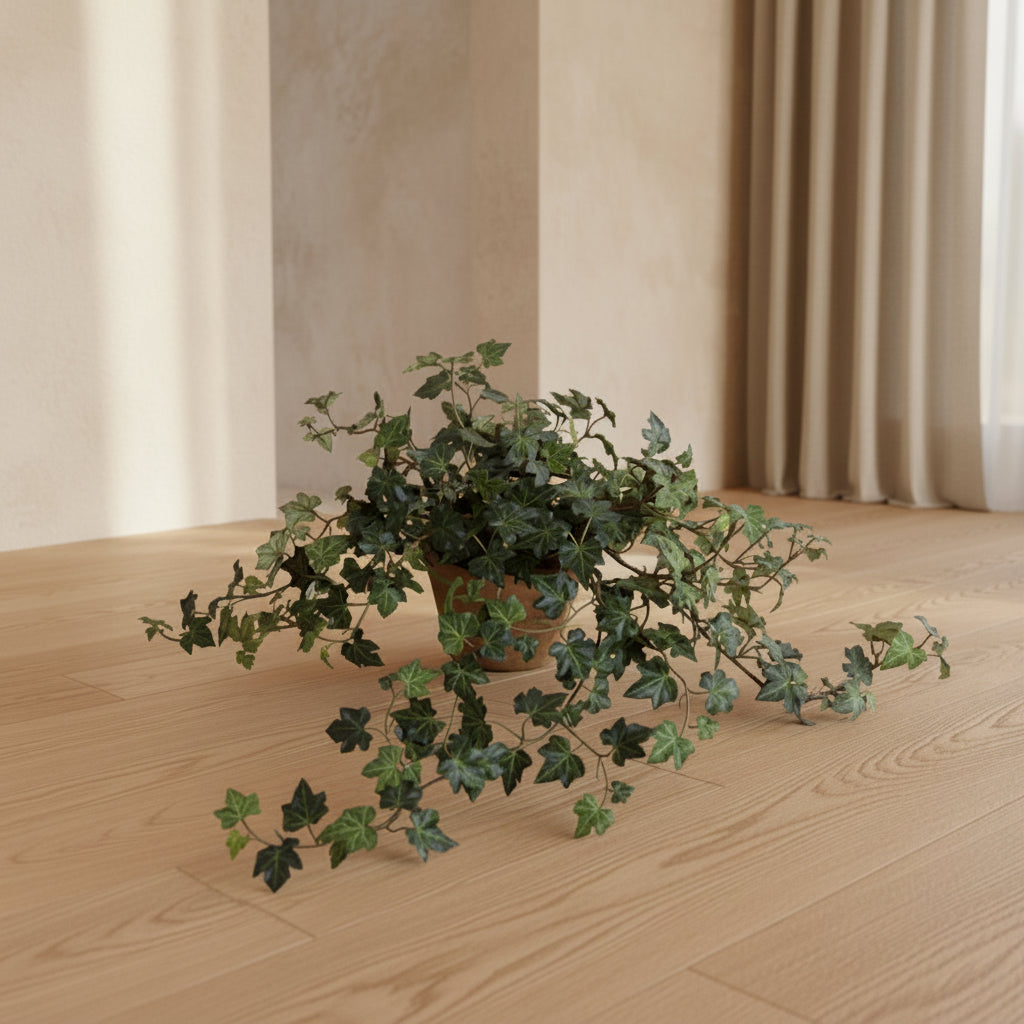 English Ivy Plant - TidyPlant