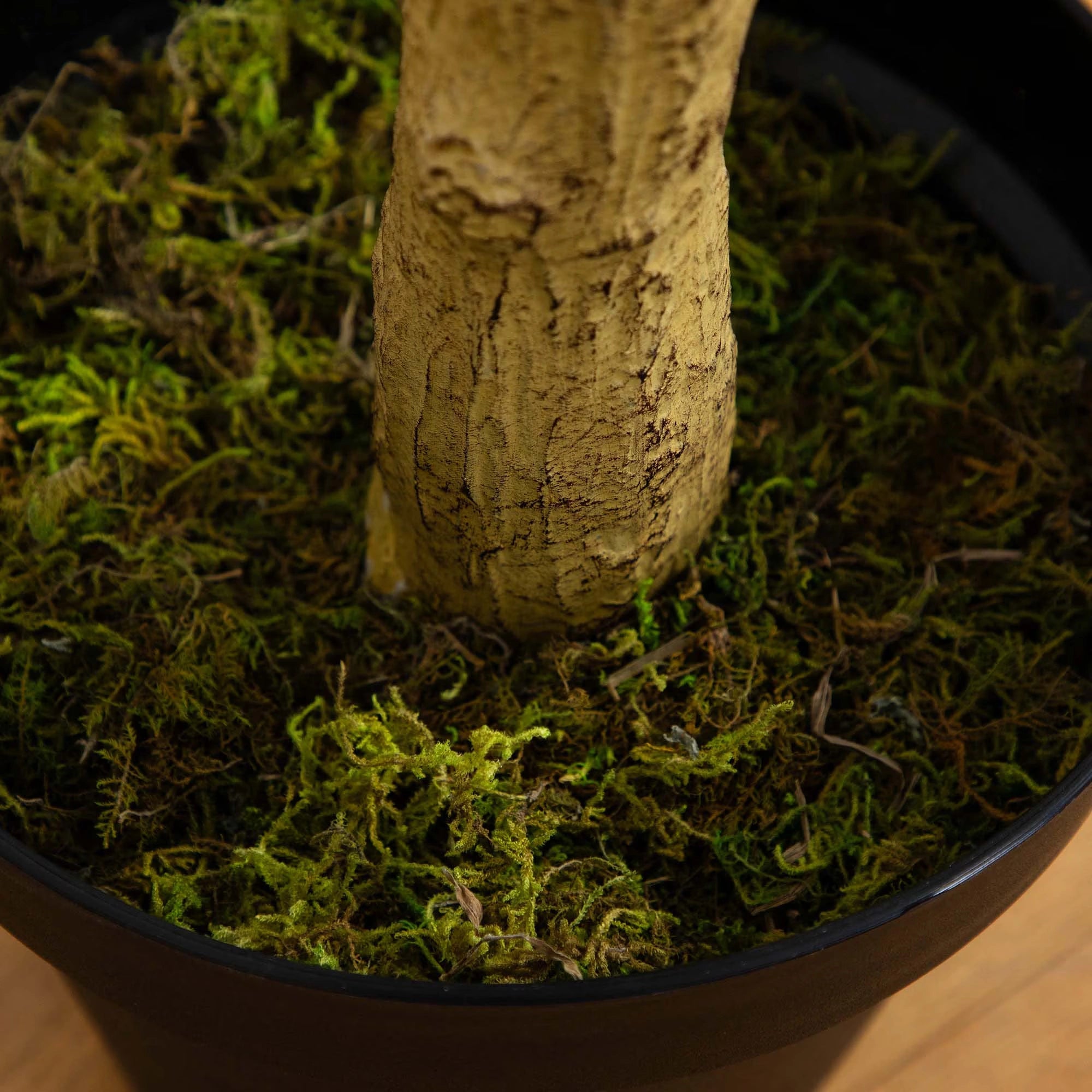 Eucalyptus Tree - TidyPlant