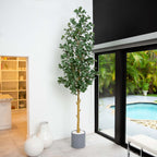Eucalyptus Tree - TidyPlant