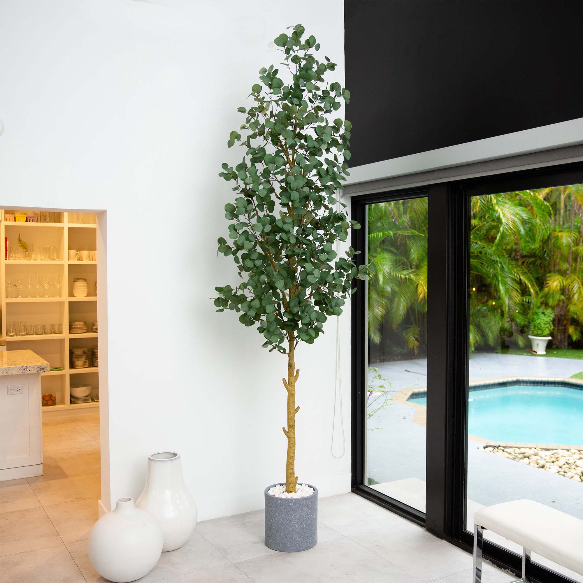 Eucalyptus Tree - TidyPlant