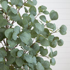 Eucalyptus Tree - TidyPlant