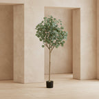 Eucalyptus Tree - TidyPlant