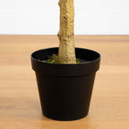 Eucalyptus Tree - TidyPlant