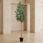 Eucalyptus Tree - TidyPlant